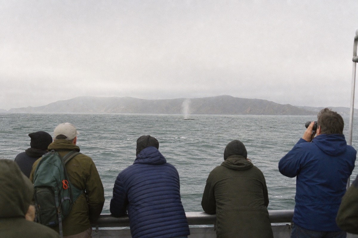 Whale Watching & Wildlife Eco Tour