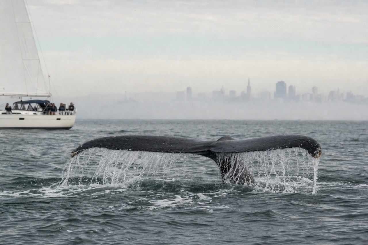 A tall, misty whale spout hanging in the air just inside the Golden Gate, the bridge's rust-red tower rising through pale haze behind the blow.