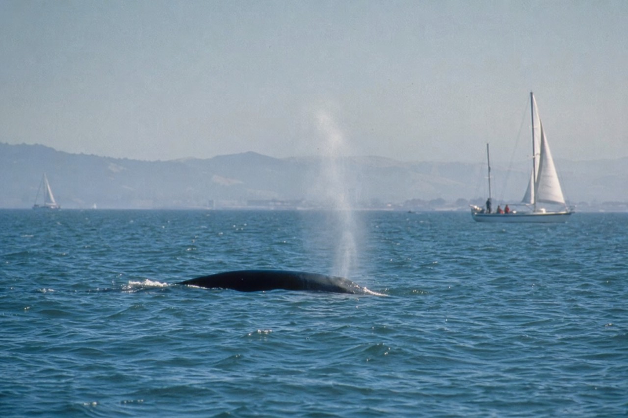 A humpback whale's dark tail fluke lifted high above sunlit open ocean off the California coast, seawater streaming off the trailing edge in bright droplets.